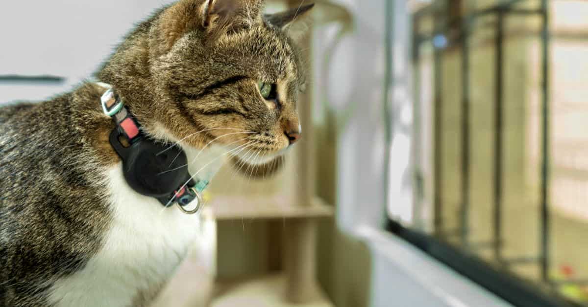 Inbound Virtual Pet Companion Support in BPO